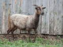 Tiere Mecklenburgische Seenplatte SAM_3517 als Smart-Objekt-1 Kopie